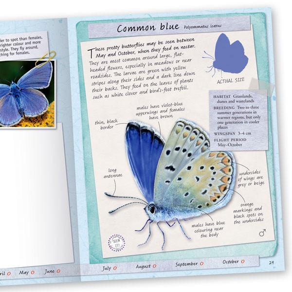 Handbook - Butterflies & Moths